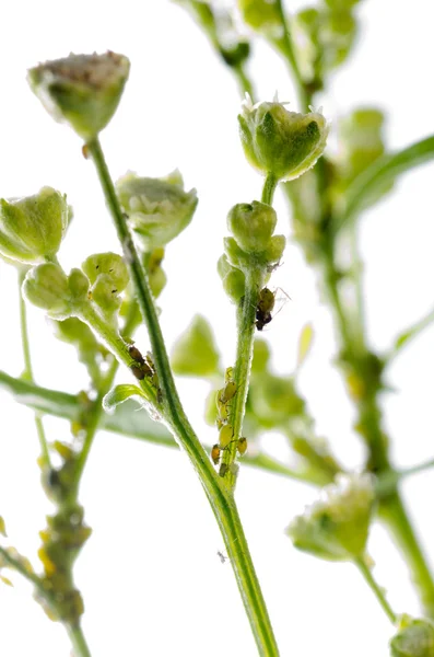 Áfido de insecto animal — Foto de Stock