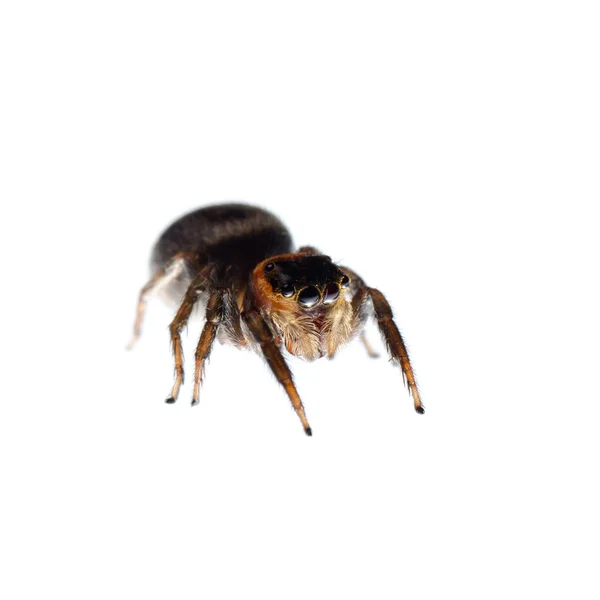 Animal preto saltando aranha — Fotografia de Stock