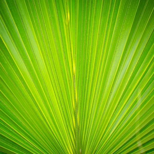 Palm tree leaf — Stock Photo, Image