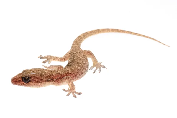 Chinês Oriental folheado Gecko — Fotografia de Stock