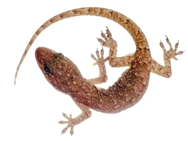 Gecko orientalne chińskie — Zdjęcie stockowe