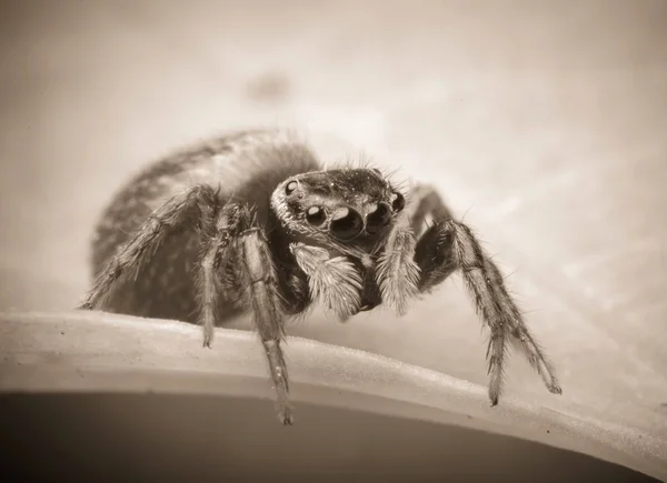 动物蜘蛛 — 图库照片