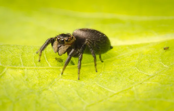 Hoppande spindel — Stockfoto