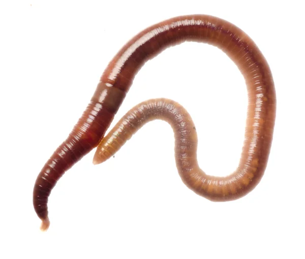 Earth worm — Stock Photo, Image