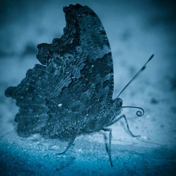 Buttefly kalan zemin üzerinde — Stok fotoğraf