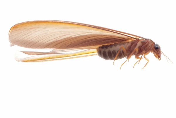 Τερμιτών λευκό μυρμήγκι — Φωτογραφία Αρχείου