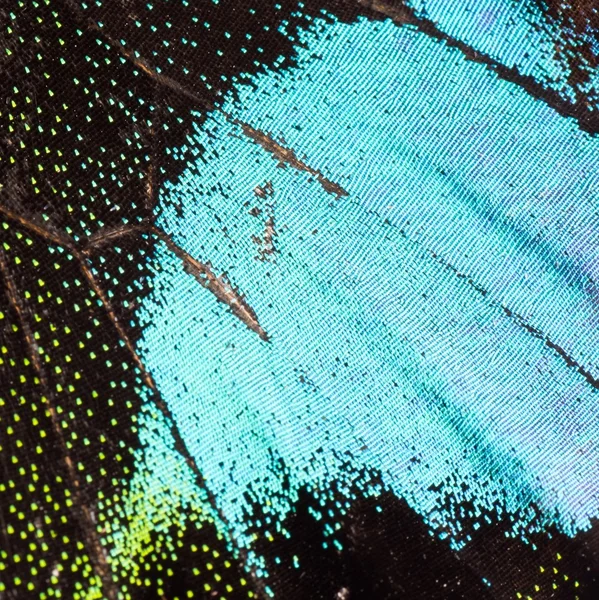 Paris peacock butterfly wing detail texture pattern