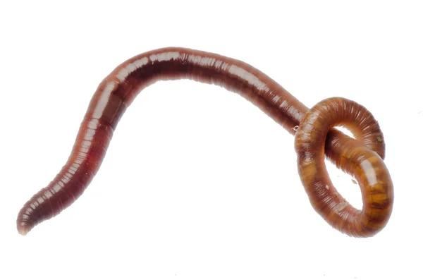 Aarde worm — Stockfoto