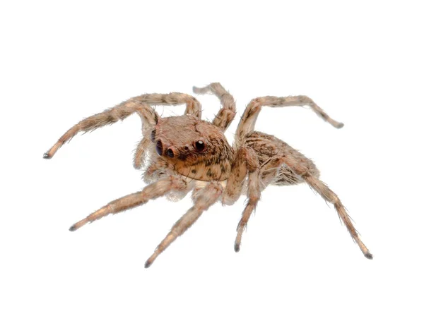 动物跳跃的蜘蛛 — 图库照片