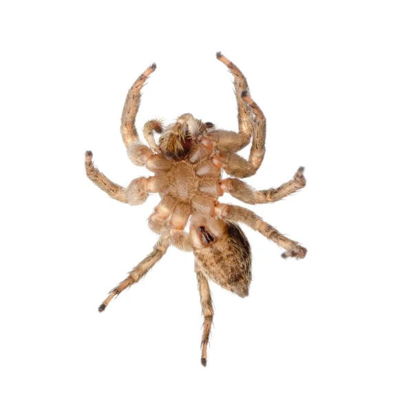 Tierische Springspinne — Stockfoto