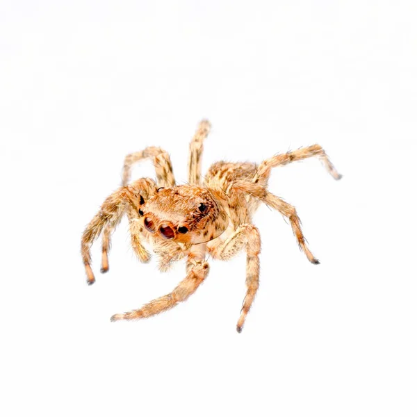 Aranha saltitante animal — Fotografia de Stock