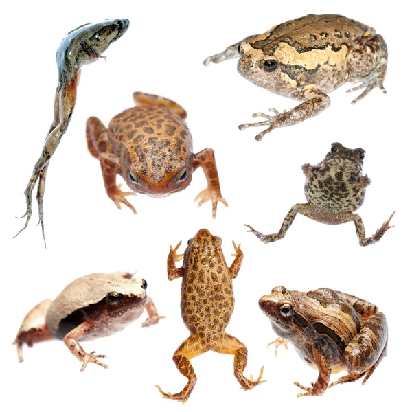 Frosch und Kröte sammeln — Stockfoto