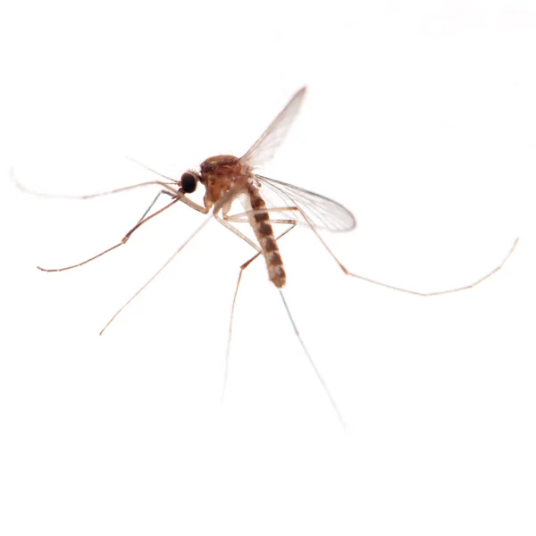 Mückenwanze — Stockfoto