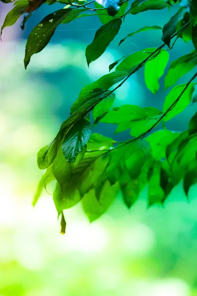 Spring green leaf background — Stock Photo, Image