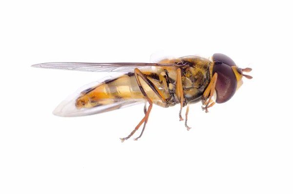 Fly hoverfly — Stock Photo, Image