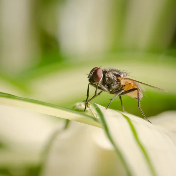 Mosca de insetos — Fotografia de Stock