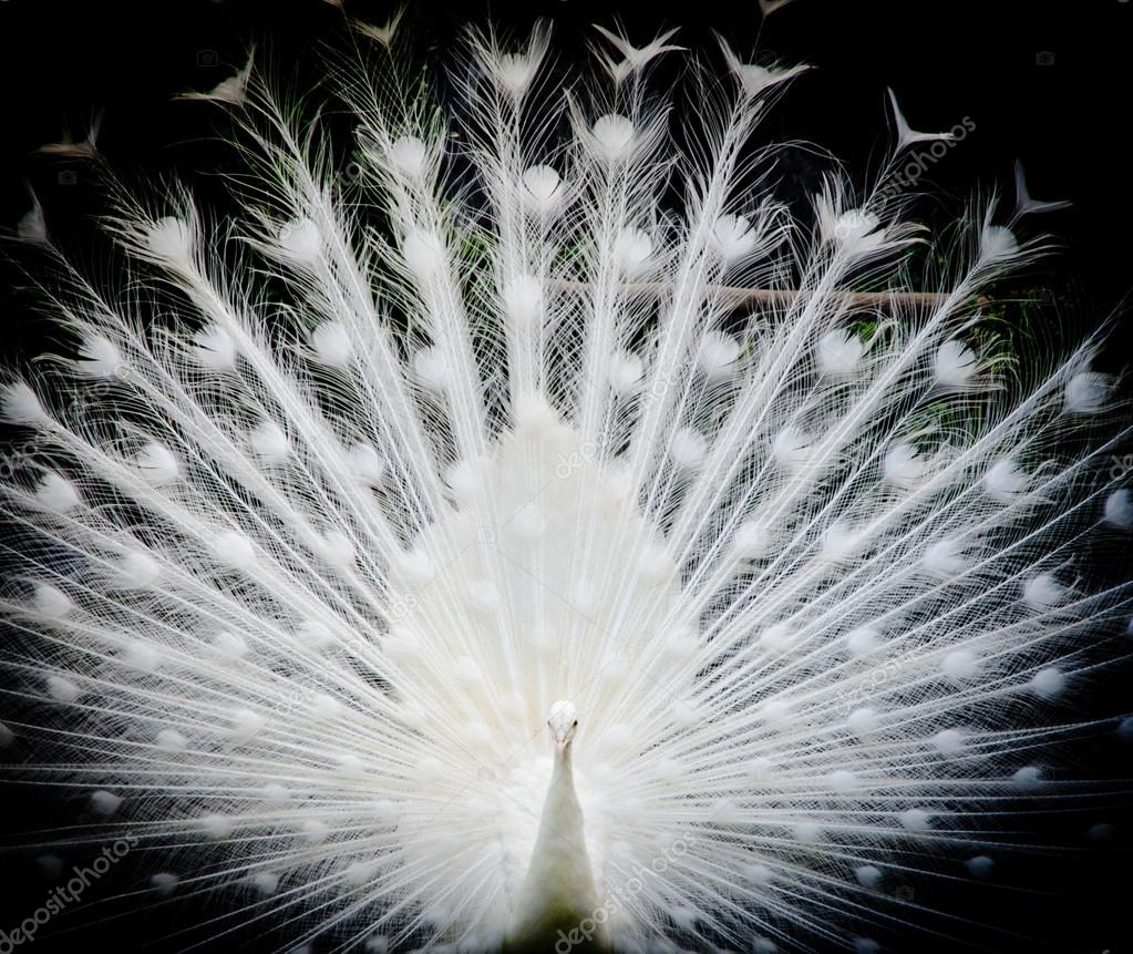 White Peacock Stock Photo Image By C Panxunbin