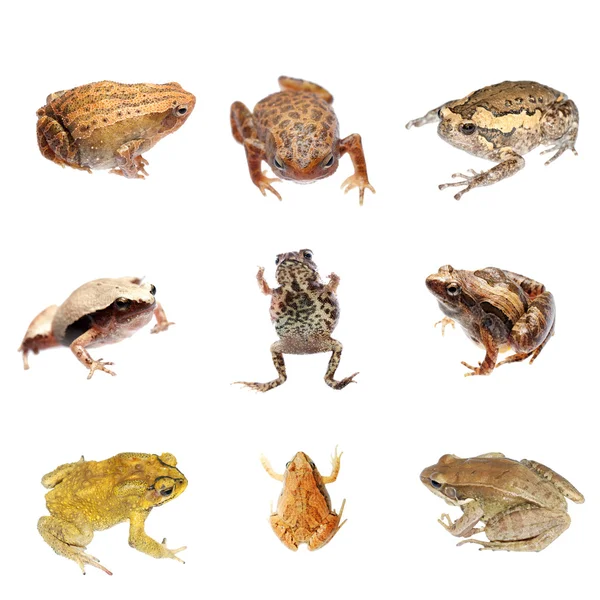 Βάτραχος και toad συλλογή — Φωτογραφία Αρχείου