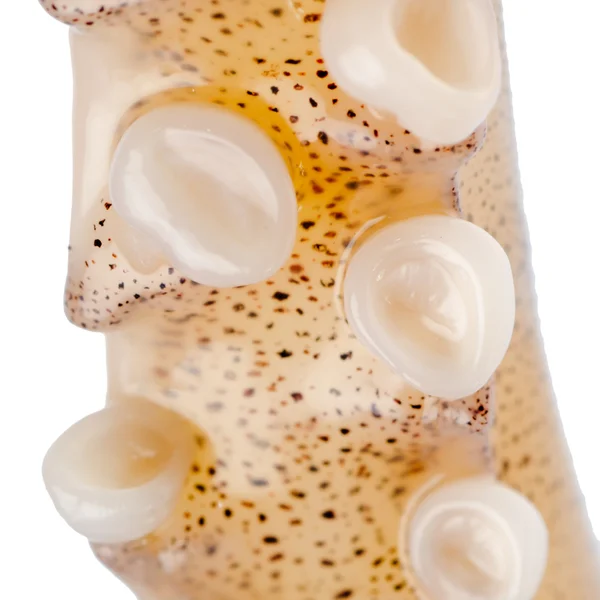 준비 된 오징어 촉수 — 스톡 사진