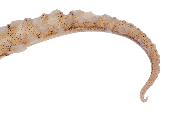 Prepared squid tentacle