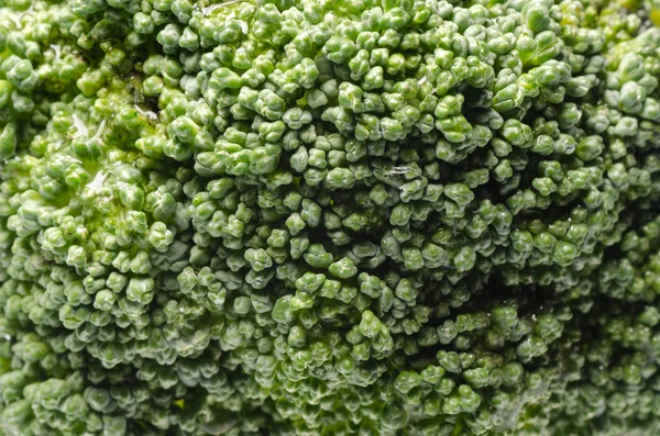 Brócolos macro — Fotografia de Stock