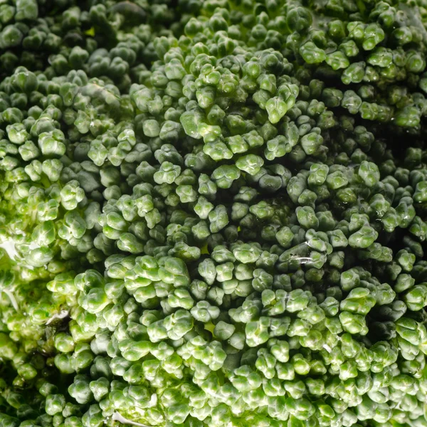 Broccoli macro — Stock Photo, Image