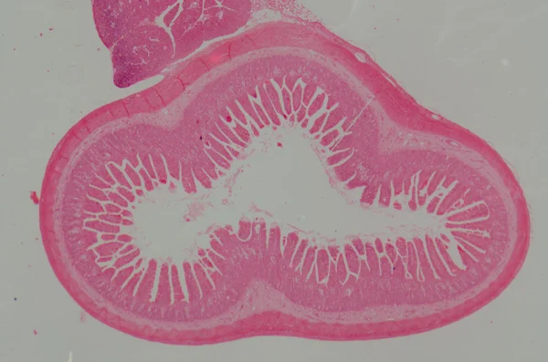 Μικροσκοπικό τμήμα του ιστού υπάρχουν αποδείξεις ανθρώπινης μικρό intestinum — Φωτογραφία Αρχείου