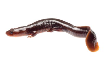 Salamander semender