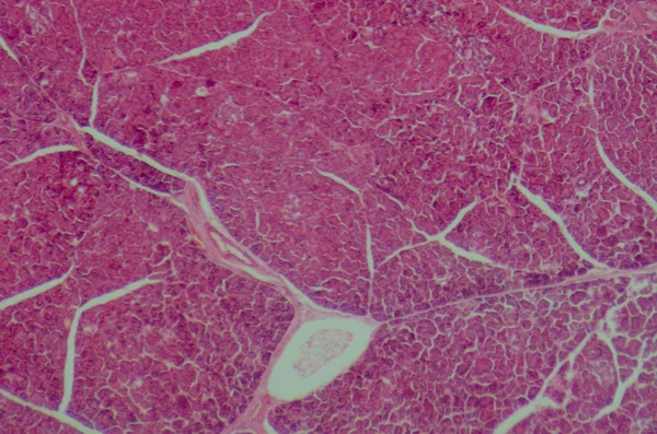 Secção microscópica do pâncreas humano — Fotografia de Stock