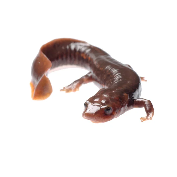 Salamander newt — Stock Photo, Image
