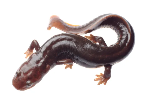 Salamander newt — Stockfoto