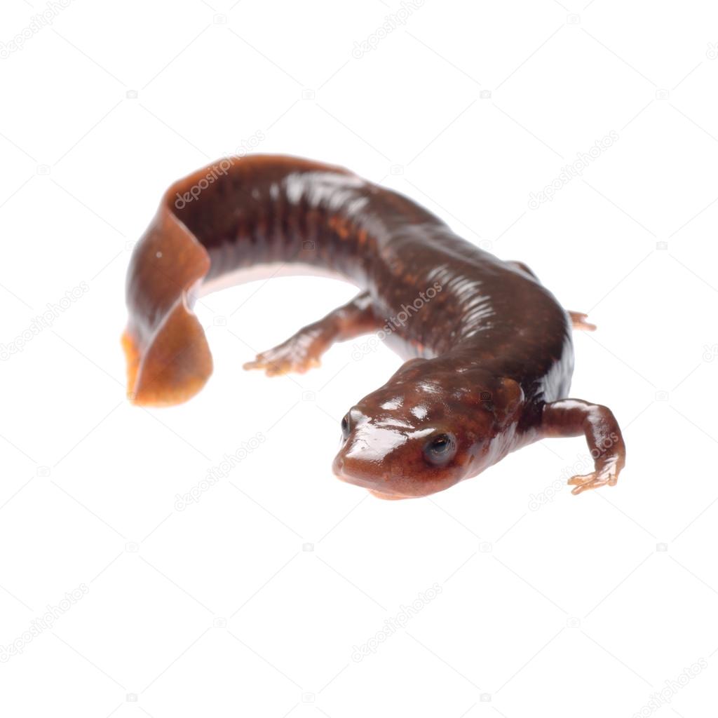 salamander newt