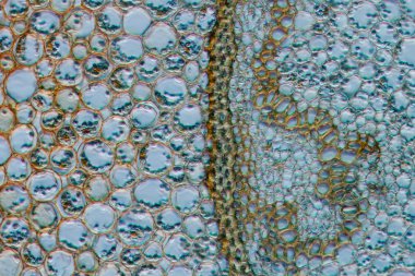 Fen test bitki kökü doku