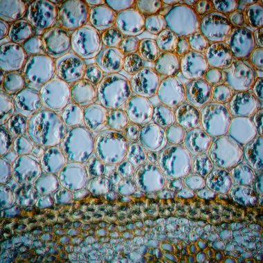 Fen test bitki kökü doku