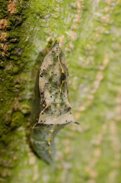 Insect vlinder cocoon — Stockfoto