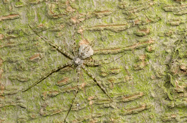 Tierische Spinne auf Baum — Stockfoto
