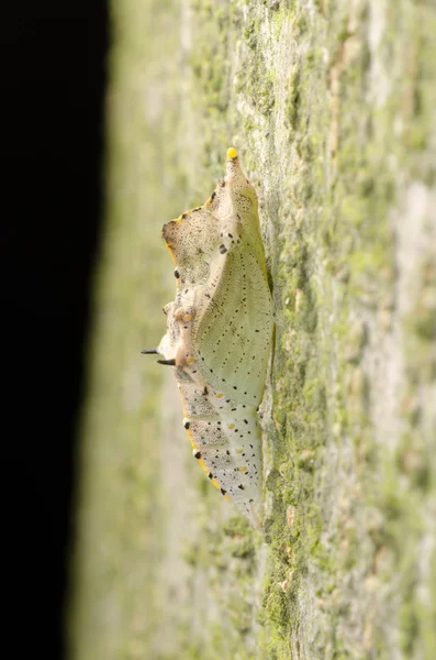 Kokon motyl owad — Zdjęcie stockowe