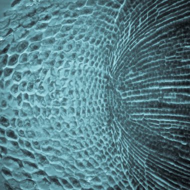 test bitki kök ipucu doku hücre