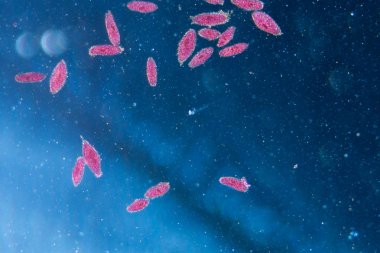 animal conjugación del paramecium caudatum