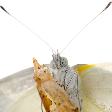 böcek küçük beyaz kelebek ortaya çıkması