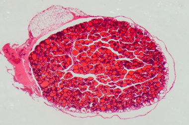 Bilim tıbbi anthropotomy fizyolojisi mikroskobik insan thyroi