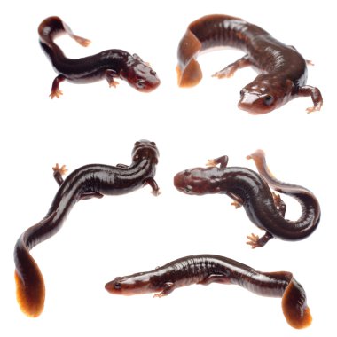 Salamander semender