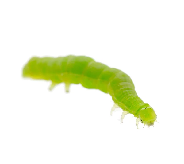 Green caterpillar — Stock Photo, Image