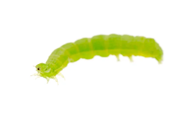 Green caterpillar — Stock Photo, Image