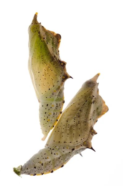 Capullo de mariposa —  Fotos de Stock