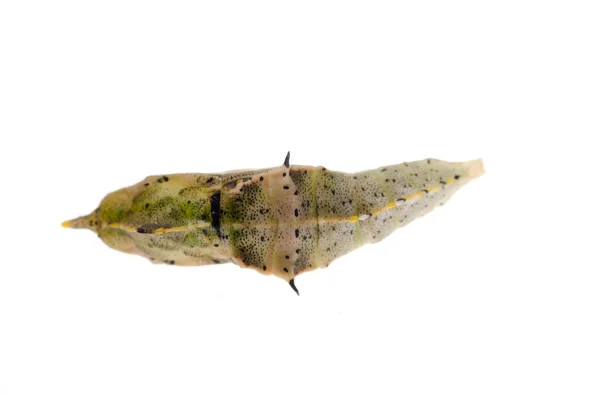 Motýl cocoon — Stock fotografie
