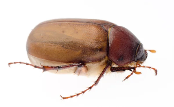 Brown June beetle — Stock Photo, Image