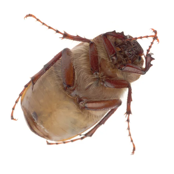 Καφέ Ιούνιος beetle — Φωτογραφία Αρχείου