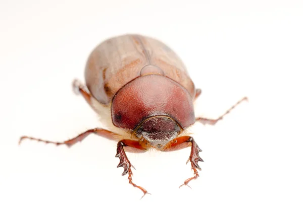 Brown June beetle — Stock Photo, Image