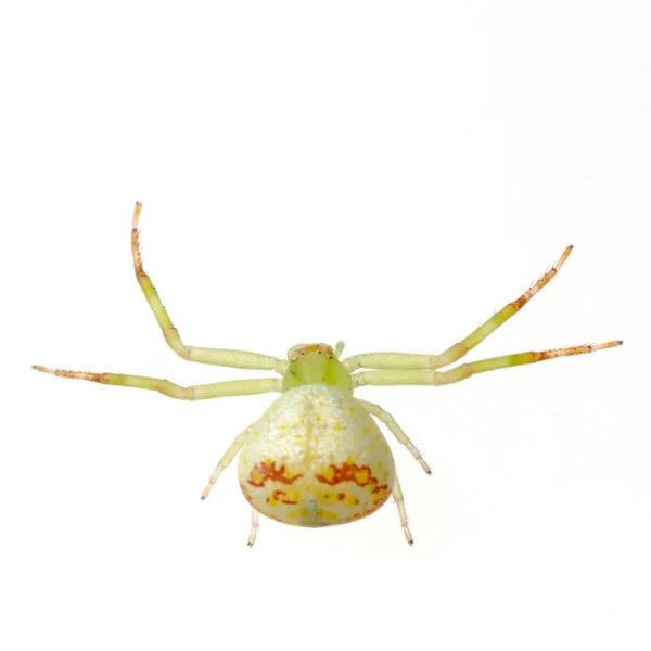 Araña cangrejo verde — Foto de Stock